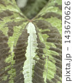 Close-up of green patterned leaf with textured veins and symmetrical natural foliage background Close-up of green patterned leaf with textured veins and symmetrical natural foliage background 143670626