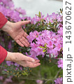 Hands gently presenting blooming pink azalea flowers in a garden with soft background and copy space Hands gently presenting blooming pink azalea flowers in a garden with soft background and copy space 143670627
