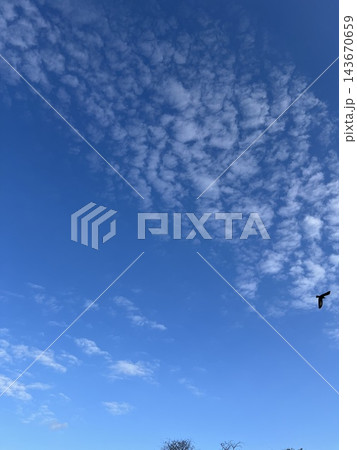 青空に広がるいわし雲 143670659