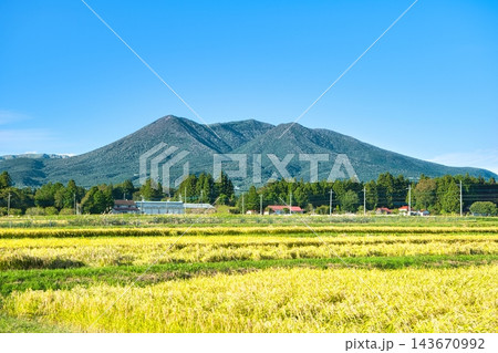 栃木県那須塩原市 金色に染まる稲穂と那須岳の風景 栃木県那須塩原市 金色に染まる稲穂と那須岳の風景 143670992