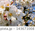 青空に映える満開の桜 143671008
