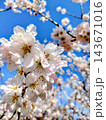 春の青空に映える桜 143671016