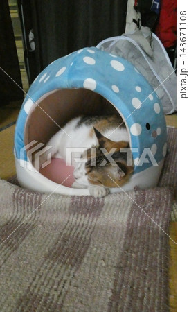 ねこ 143671108