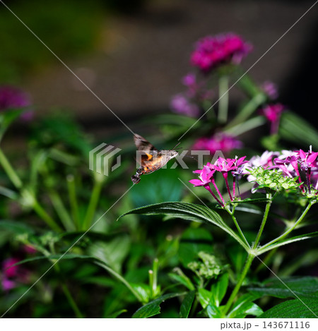 紫色の花の蜜を吸いに集まったホバリングしているホウジャク 紫色の花の蜜を吸いに集まったホバリングしているホウジャク 143671116