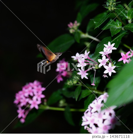紫色の花の蜜を吸いに集まったホバリングしているホウジャク 紫色の花の蜜を吸いに集まったホバリングしているホウジャク 143671118