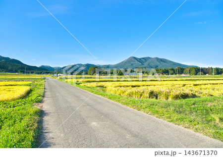 栃木県那須塩原市　金色に染まる稲穂と那須岳の風景 143671370