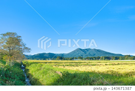 栃木県那須塩原市 金色に染まる稲穂と那須岳の風景 栃木県那須塩原市 金色に染まる稲穂と那須岳の風景 143671387