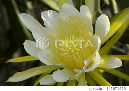 ドラゴンフルーツの花 ドラゴンフルーツの花 143671426