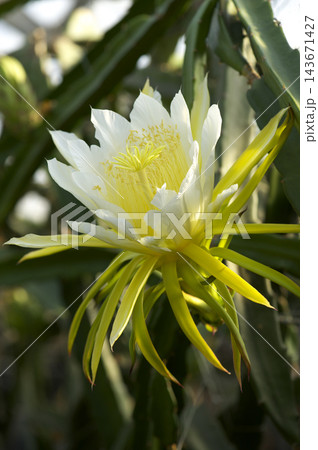 ドラゴンフルーツの花 ドラゴンフルーツの花 143671427