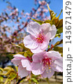 青空に映えるピンクの桜 143671479