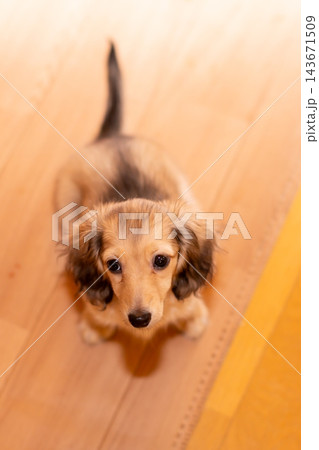 カニンヘンダックスの仔犬 カニンヘンダックスの仔犬 143671509