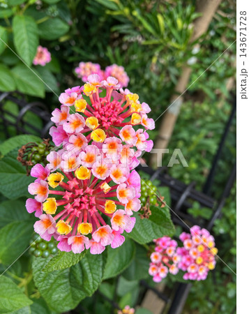 色とりどりに咲くランタナの花房 143671728