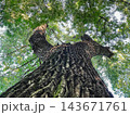 Massive Old Tree with Textured Bark and Spreading Branches 143671761