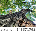 Massive tree trunk with deeply textured bark and green canopy 143671762