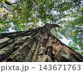 Massive old tree with spreading branches and dense green canopy 143671763