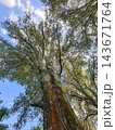 Massive tree trunk with textured bark and spreading canopy 143671764