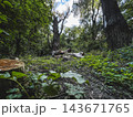 Forest clearing with tree stumps, fallen logs and dense undergrowth 143671765