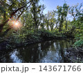Woodland stream reflecting trees beneath warm sunlight 143671766