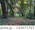 Narrow woodland path winding through a dense green forest 143671767