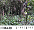 Wild forest undergrowth with dense vegetation and a purple wildflower 143671768