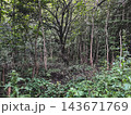 Dense woodland with young trees and lush forest undergrowth 143671769
