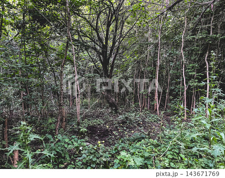 Dense woodland with young trees and lush forest undergrowth Dense woodland with young trees and lush forest undergrowth 143671769