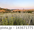 Yellow wildflowers and silvery grasses overlooking a sunlit valley 143671775