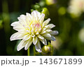 白いダリア キティ― 白いダリア キティ― 143671899