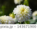 白いダリア キティ― 白いダリア キティ― 143671900