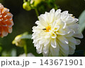 白いダリア キティ― 白いダリア キティ― 143671901