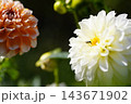 白いダリア キティ― 白いダリア キティ― 143671902