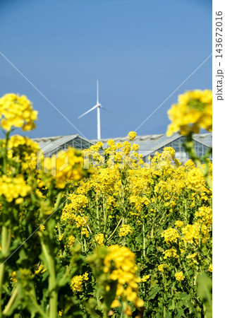 菜の花と農業ハウスと風力発電の風車(渥美半島) 菜の花と農業ハウスと風力発電の風車(渥美半島) 143672016