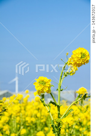 菜の花と農業ハウスと風力発電の風車(渥美半島) 菜の花と農業ハウスと風力発電の風車(渥美半島) 143672017