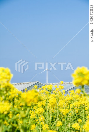 菜の花と農業ハウスと風力発電の風車（渥美半島） 143672018
