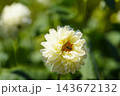 白いダリア 雪こんこんとアブ 白いダリア 雪こんこんとアブ 143672132