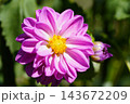 薄紫色のダリア アイオライト 薄紫色のダリア アイオライト 143672209