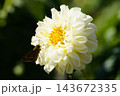 ダリアの花(雪こんこん)に止まるイチモンジセセリ ダリアの花(雪こんこん)に止まるイチモンジセセリ 143672335