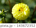黄色いダリアにとまるアブ 黄色いダリアにとまるアブ 143672352