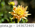 黄色いダリア 日和 黄色いダリア 日和 143672405