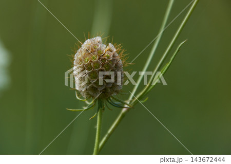 Round seed head with clustered florets and fine brown hairs on thin green stem in soft green meadow background Round seed head with clustered florets and fine brown hairs on thin green stem in soft green meadow background 143672444