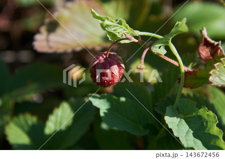 Ripe wild strawberry hanging from stem with green serrated leaves in sunlight at shallow depth of field and soft bokeh background  143672456