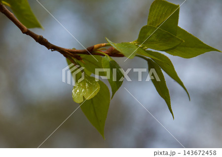 Close-up of young glossy green leaves emerging from thin branch showing resinous sheen and tender spring growth Close-up of young glossy green leaves emerging from thin branch showing resinous sheen and tender spring growth 143672458