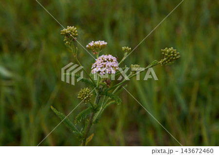 Delicate pale pink wildflower cluster with fernlike leaves and round buds in grassy meadow, shallow depth of field Delicate pale pink wildflower cluster with fernlike leaves and round buds in grassy meadow, shallow depth of field 143672460