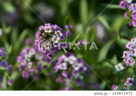 Close-up purple and white alyssum flower cluster with yellow centers and soft green blurred background Close-up purple and white alyssum flower cluster with yellow centers and soft green blurred background 143672471