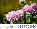 ピンクのダリアの花 花音 ピンクのダリアの花 花音 143672640