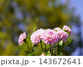 ピンクのダリアの花 花音 ピンクのダリアの花 花音 143672641