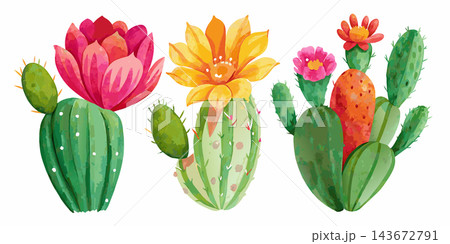 Succulent cactus plant set watercolor painting hand painted element for greeting card. 143672791