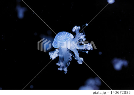 underwater shot of a beautiful Australian Spotted Jellyfish 143672883