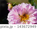 ピンクのダリアの花 花音に集まるアブ ピンクのダリアの花 花音に集まるアブ 143672949