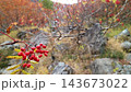 秋の山で色づいた葉と、枝先に実る赤い実 143673022